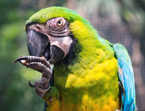 Miks on graanultoit oluline osa papagoile antavas menüüs?