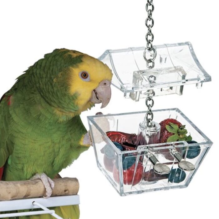 Parrot toy - Treasure Chest